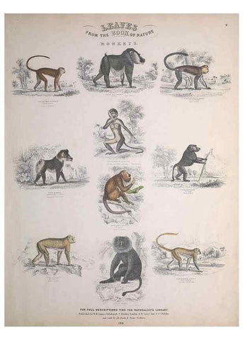 Reproducción/Reproduction 49749378446: Leaves from the book of nature,. Edinburgh :W.H. Lizars;[184-?]. 
