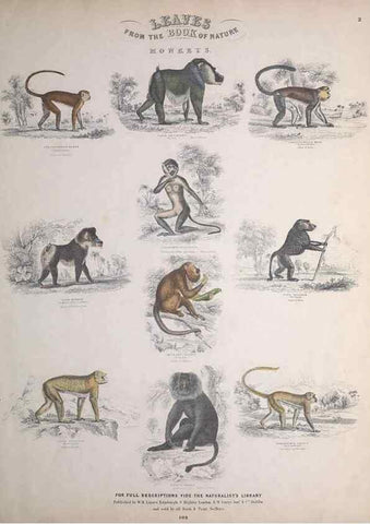 Reproducción/Reproduction 49749378446: Leaves from the book of nature,. Edinburgh :W.H. Lizars;[184-?]. 