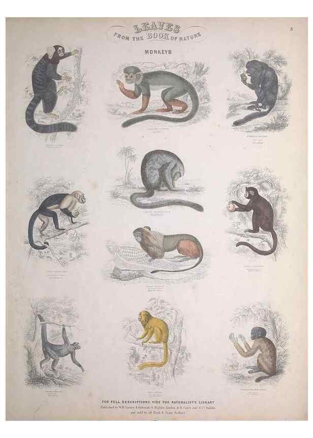 Reproducción/Reproduction 49749706772: Leaves from the book of nature,. Edinburgh :W.H. Lizars;[184-?]. 