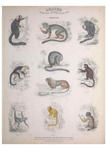 Reproducción/Reproduction 49749706772: Leaves from the book of nature,. Edinburgh :W.H. Lizars;[184-?]. 