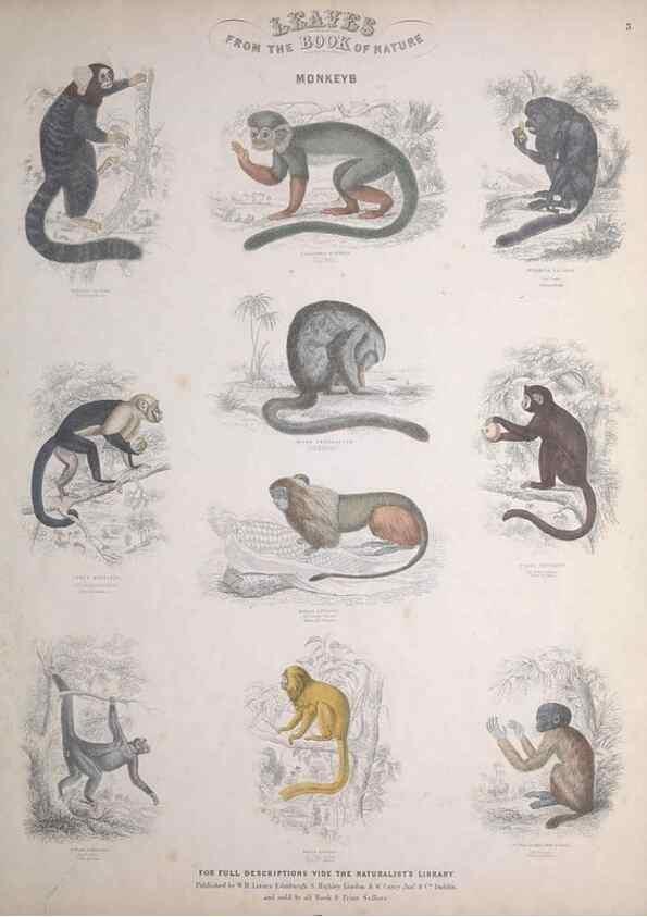 Reproducción/Reproduction 49749706772: Leaves from the book of nature,. Edinburgh :W.H. Lizars;[184-?]. 