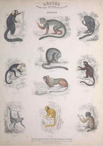Reproducción/Reproduction 49749706772: Leaves from the book of nature,. Edinburgh :W.H. Lizars;[184-?]. 