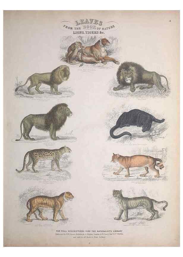 Reproducción/Reproduction 49749378951: Leaves from the book of nature,. Edinburgh :W.H. Lizars;[184-?]. 