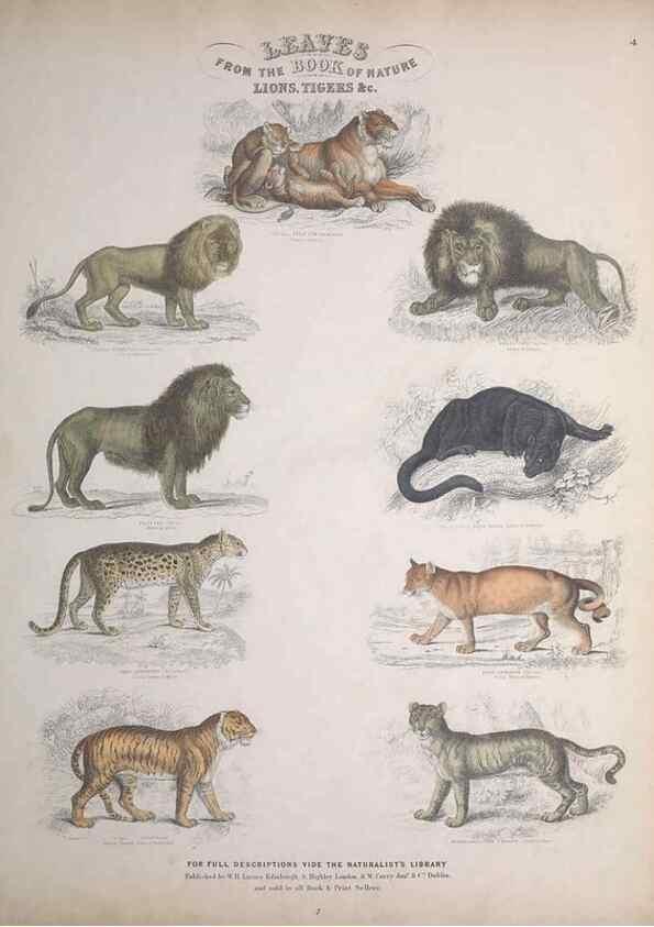 Reproducción/Reproduction 49749378951: Leaves from the book of nature,. Edinburgh :W.H. Lizars;[184-?]. 