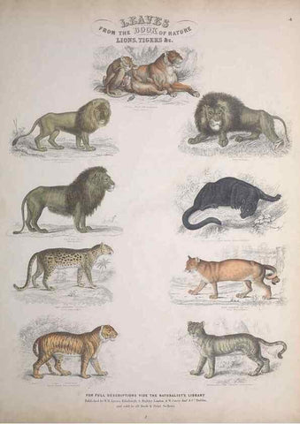 Reproducción/Reproduction 49749378951: Leaves from the book of nature,. Edinburgh :W.H. Lizars;[184-?]. 