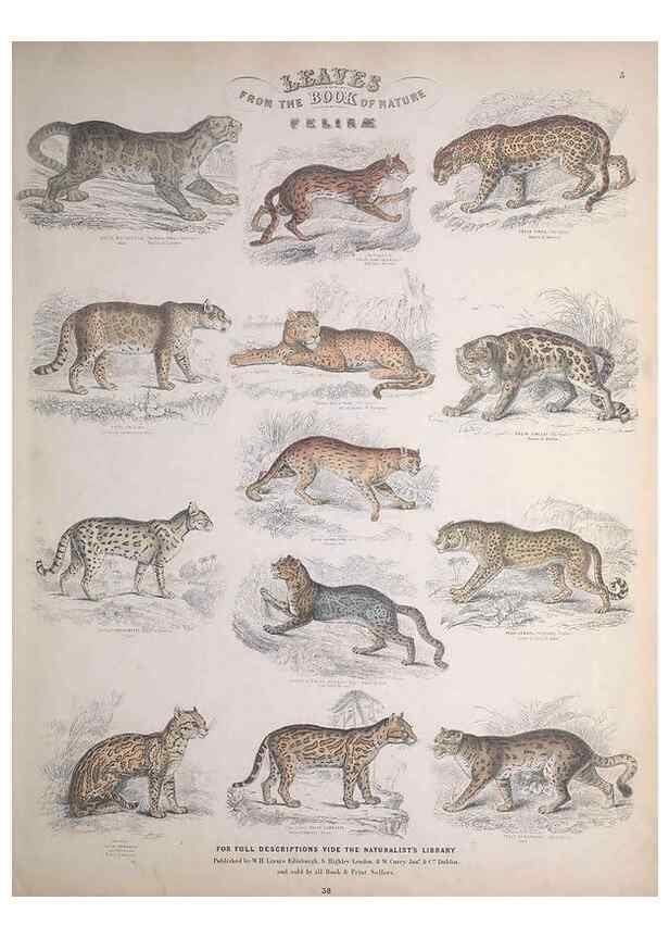 Reproducción/Reproduction 49748836713: Leaves from the book of nature,. Edinburgh :W.H. Lizars;[184-?]. 