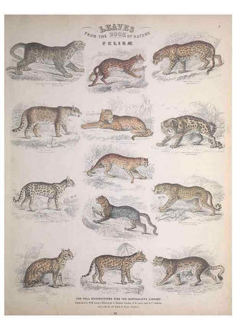 Reproducción/Reproduction 49748836713: Leaves from the book of nature,. Edinburgh :W.H. Lizars;[184-?]. 