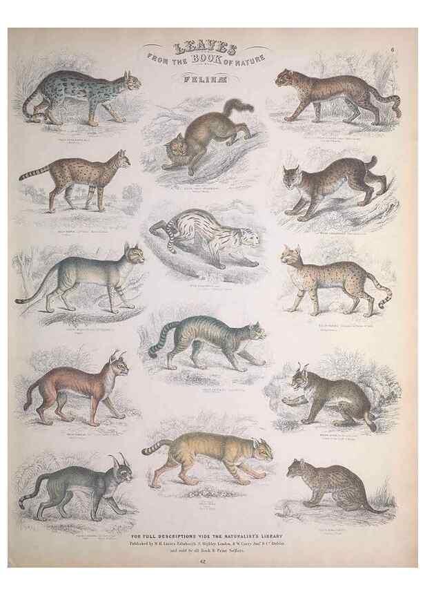 Reproducción/Reproduction 49748836908: Leaves from the book of nature,. Edinburgh :W.H. Lizars;[184-?]. 
