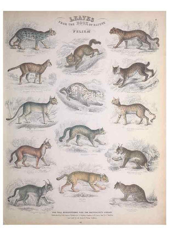 Reproducción/Reproduction 49748836908: Leaves from the book of nature,. Edinburgh :W.H. Lizars;[184-?]. 