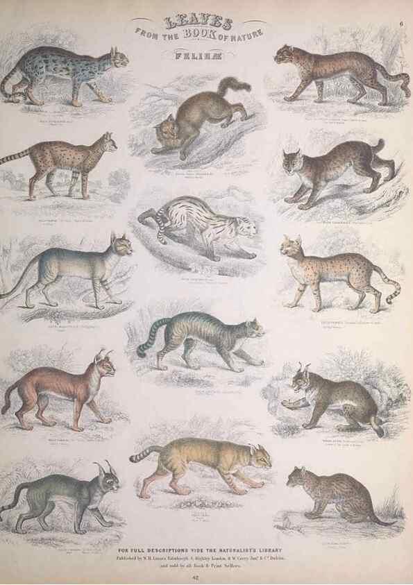 Reproducción/Reproduction 49748836908: Leaves from the book of nature,. Edinburgh :W.H. Lizars;[184-?]. 