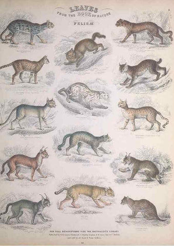 Reproducción/Reproduction 49748836908: Leaves from the book of nature,. Edinburgh :W.H. Lizars;[184-?]. 