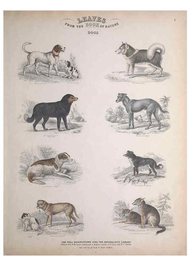 Reproducción/Reproduction 49749379556: Leaves from the book of nature,. Edinburgh :W.H. Lizars;[184-?]. 