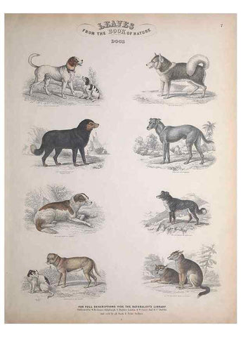 Reproducción/Reproduction 49749379556: Leaves from the book of nature,. Edinburgh :W.H. Lizars;[184-?]. 