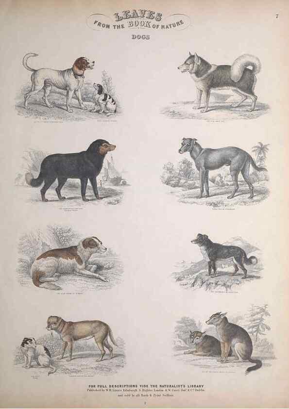 Reproducción/Reproduction 49749379556: Leaves from the book of nature,. Edinburgh :W.H. Lizars;[184-?]. 