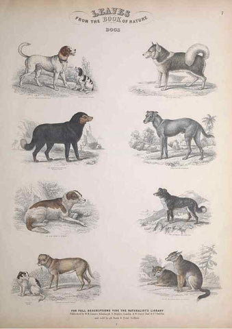 Reproducción/Reproduction 49749379556: Leaves from the book of nature,. Edinburgh :W.H. Lizars;[184-?]. 