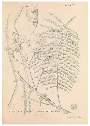Reproducción/Reproduction 49746688958: Flora de Filipinas,. Manila,Estab. tip. de Plana y ca.,1877-83.. 