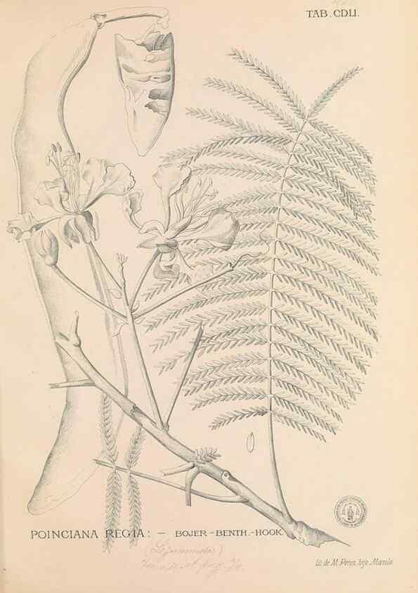 Reproducción/Reproduction 49746688958: Flora de Filipinas,. Manila,Estab. tip. de Plana y ca.,1877-83.. 
