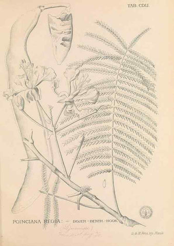 Reproducción/Reproduction 49746688958: Flora de Filipinas,. Manila,Estab. tip. de Plana y ca.,1877-83.. 