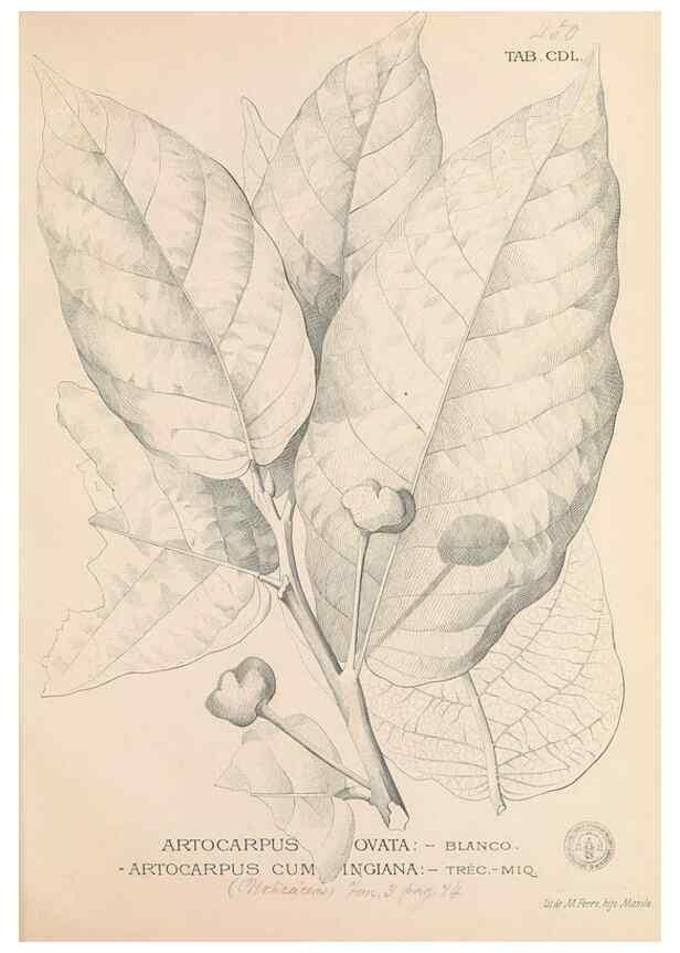 Reproducción/Reproduction 49747230621: Flora de Filipinas,. Manila,Estab. tip. de Plana y ca.,1877-83.. 