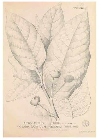 Reproducción/Reproduction 49747230621: Flora de Filipinas,. Manila,Estab. tip. de Plana y ca.,1877-83.. 