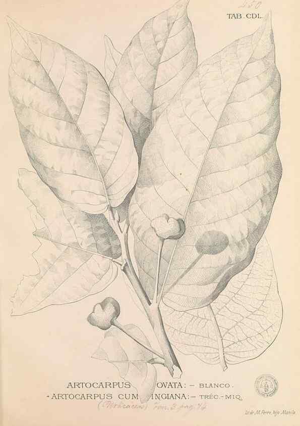 Reproducción/Reproduction 49747230621: Flora de Filipinas,. Manila,Estab. tip. de Plana y ca.,1877-83.. 