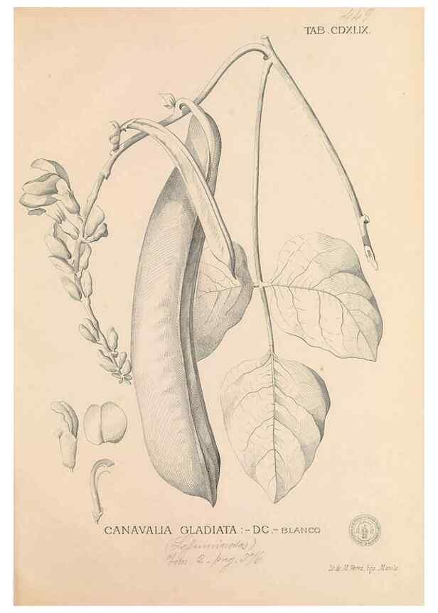 Reproducción/Reproduction 49746688433: Flora de Filipinas,. Manila,Estab. tip. de Plana y ca.,1877-83.. 