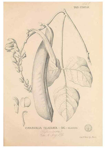 Reproducción/Reproduction 49746688433: Flora de Filipinas,. Manila,Estab. tip. de Plana y ca.,1877-83.. 