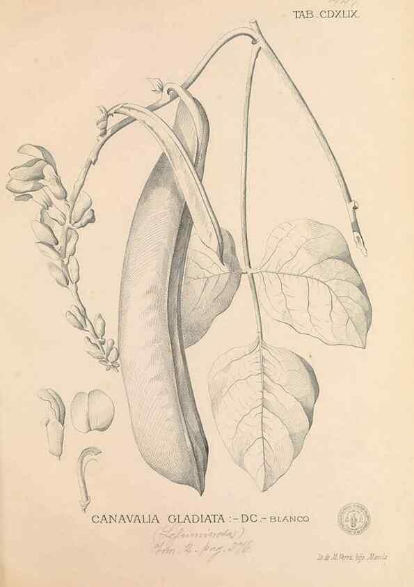 Reproducción/Reproduction 49746688433: Flora de Filipinas,. Manila,Estab. tip. de Plana y ca.,1877-83.. 