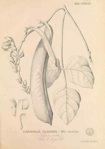 Reproducción/Reproduction 49746688433: Flora de Filipinas,. Manila,Estab. tip. de Plana y ca.,1877-83.. 