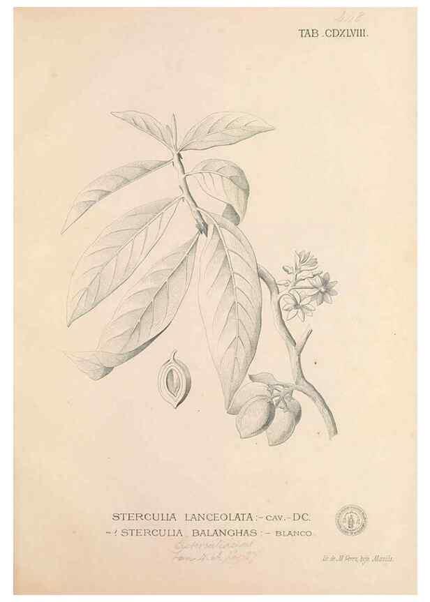 Reproducción/Reproduction 49747230166: Flora de Filipinas,. Manila,Estab. tip. de Plana y ca.,1877-83.. 