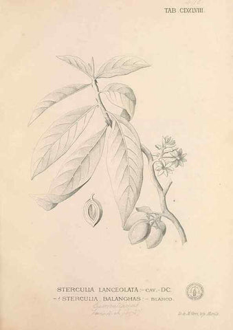 Reproducción/Reproduction 49747230166: Flora de Filipinas,. Manila,Estab. tip. de Plana y ca.,1877-83.. 