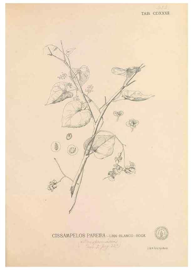 Reproducción/Reproduction 49747226746: Flora de Filipinas,. Manila,Estab. tip. de Plana y ca.,1877-83.. 