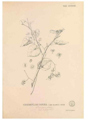 Reproducción/Reproduction 49747226746: Flora de Filipinas,. Manila,Estab. tip. de Plana y ca.,1877-83.. 