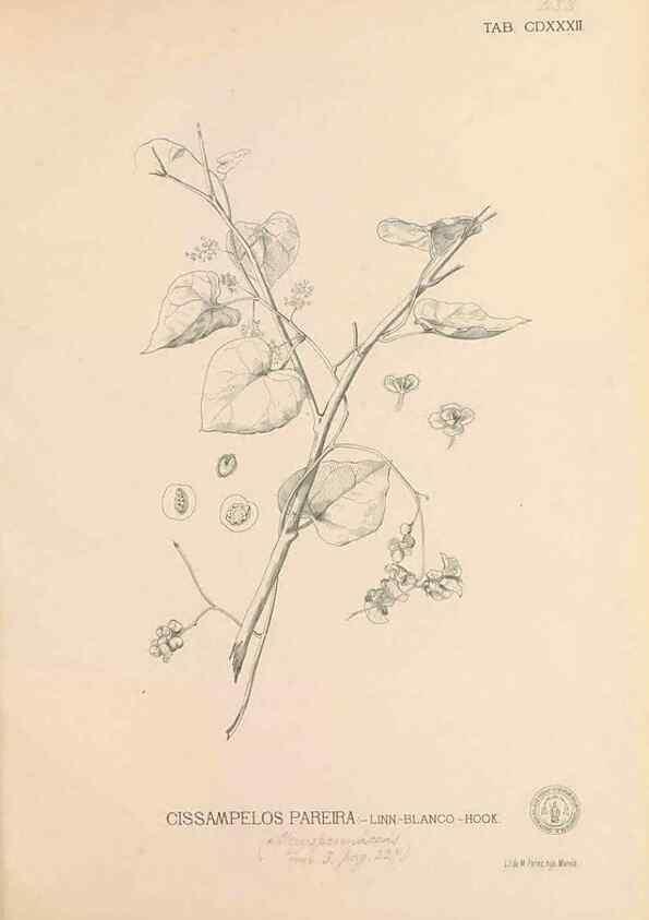 Reproducción/Reproduction 49747226746: Flora de Filipinas,. Manila,Estab. tip. de Plana y ca.,1877-83.. 