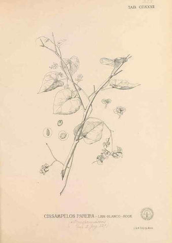 Reproducción/Reproduction 49747226746: Flora de Filipinas,. Manila,Estab. tip. de Plana y ca.,1877-83.. 