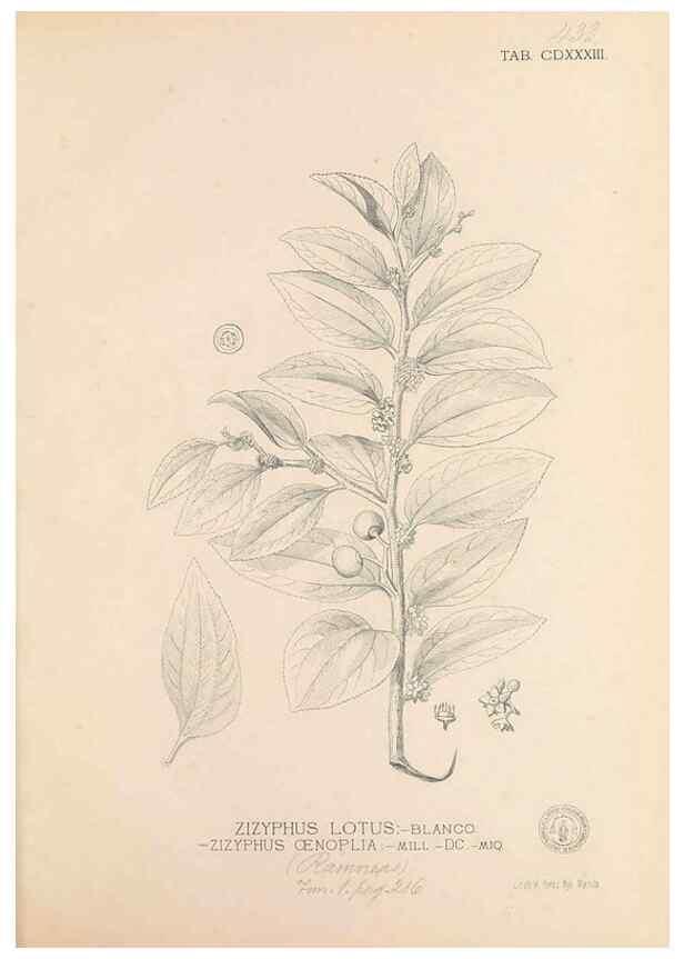 Reproducción/Reproduction 49746684903: Flora de Filipinas,. Manila,Estab. tip. de Plana y ca.,1877-83.. 