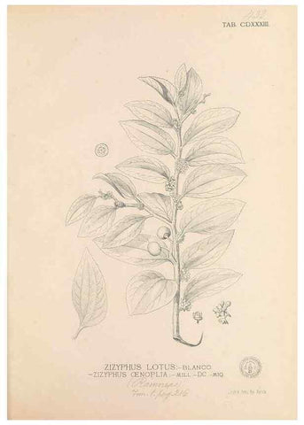 Reproducción/Reproduction 49746684903: Flora de Filipinas,. Manila,Estab. tip. de Plana y ca.,1877-83.. 
