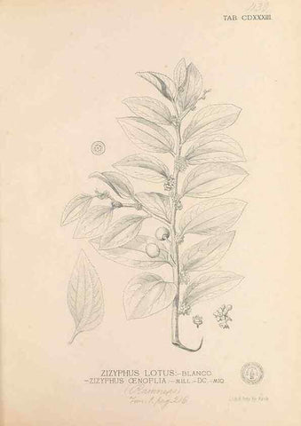 Reproducción/Reproduction 49746684903: Flora de Filipinas,. Manila,Estab. tip. de Plana y ca.,1877-83.. 