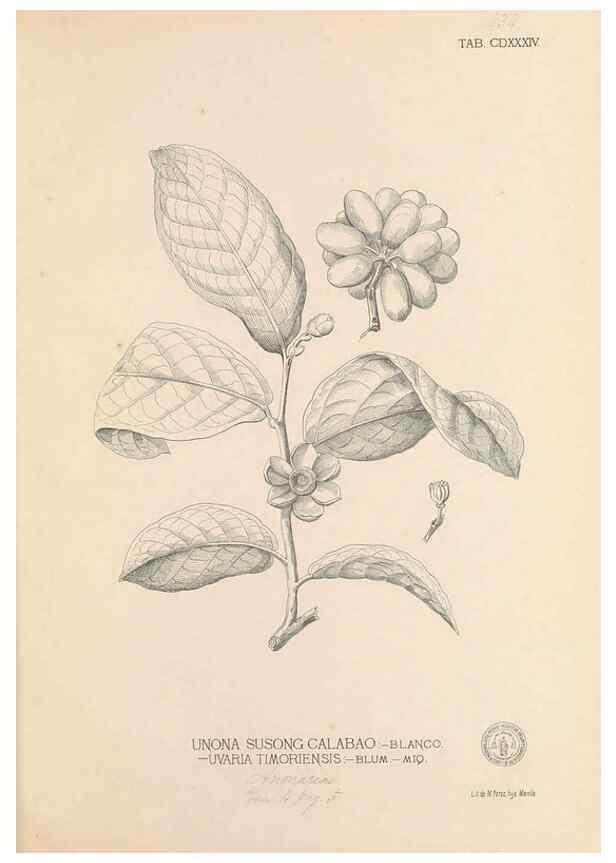 Reproducción/Reproduction 49747553992: Flora de Filipinas,. Manila,Estab. tip. de Plana y ca.,1877-83.. 
