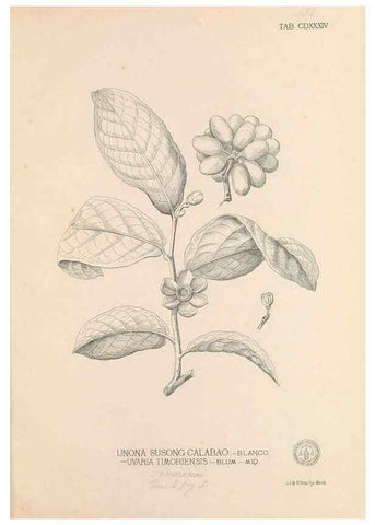 Reproducción/Reproduction 49747553992: Flora de Filipinas,. Manila,Estab. tip. de Plana y ca.,1877-83.. 