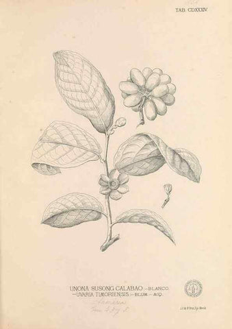 Reproducción/Reproduction 49747553992: Flora de Filipinas,. Manila,Estab. tip. de Plana y ca.,1877-83.. 