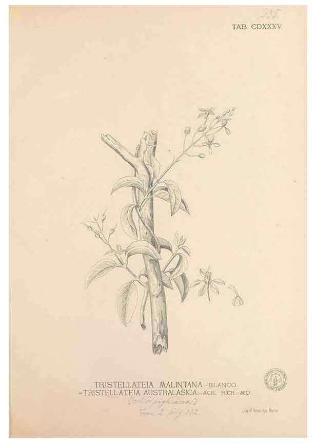 Reproducción/Reproduction 49747227326: Flora de Filipinas,. Manila,Estab. tip. de Plana y ca.,1877-83.. 