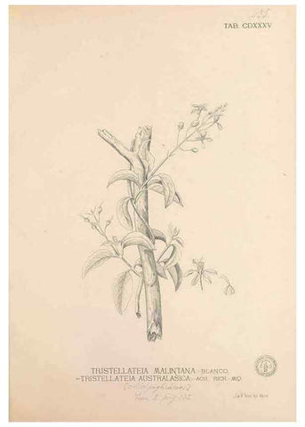 Reproducción/Reproduction 49747227326: Flora de Filipinas,. Manila,Estab. tip. de Plana y ca.,1877-83.. 