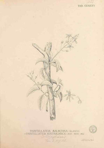 Reproducción/Reproduction 49747227326: Flora de Filipinas,. Manila,Estab. tip. de Plana y ca.,1877-83.. 