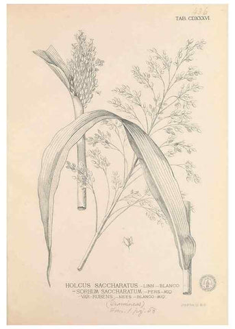 Reproducción/Reproduction 49746685423: Flora de Filipinas,. Manila,Estab. tip. de Plana y ca.,1877-83.. 
