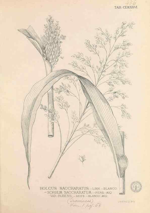 Reproducción/Reproduction 49746685423: Flora de Filipinas,. Manila,Estab. tip. de Plana y ca.,1877-83.. 