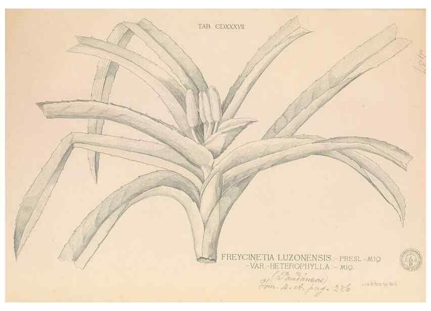 Reproducción/Reproduction 49747227776: Flora de Filipinas,. Manila,Estab. tip. de Plana y ca.,1877-83.. 