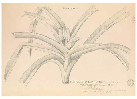 Reproducción/Reproduction 49747227776: Flora de Filipinas,. Manila,Estab. tip. de Plana y ca.,1877-83.. 