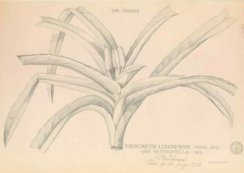 Reproducción/Reproduction 49747227776: Flora de Filipinas,. Manila,Estab. tip. de Plana y ca.,1877-83.. 
