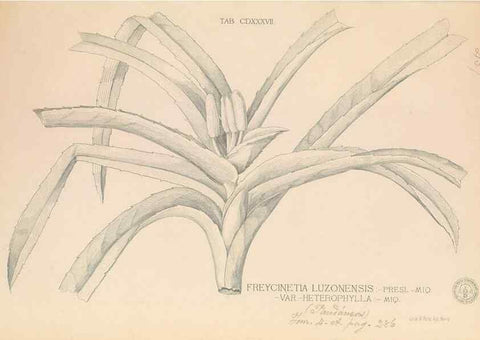 Reproducción/Reproduction 49747227776: Flora de Filipinas,. Manila,Estab. tip. de Plana y ca.,1877-83.. 